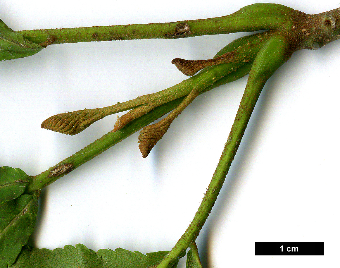 High resolution image: Family: Juglandaceae - Genus: Pterocarya - Taxon: stenoptera - SpeciesSub: 'Fern Leaf'